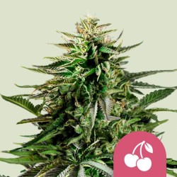 CHERRY PIE · Royal Queen Seeds · semi di canapa indiana · Fem