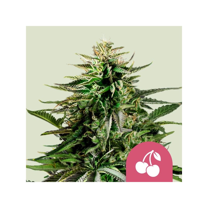 CHERRY PIE · Royal Queen Seeds · semi di canapa indiana · Fem