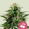 CHERRY PIE · Royal Queen Seeds · semillas de marihuana · Fem