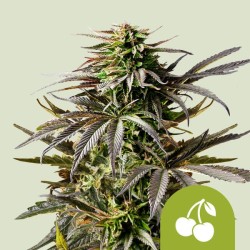 CHERRY PIE AUTO · Royal Queen Seeds · cannabis seeds · AutoFem