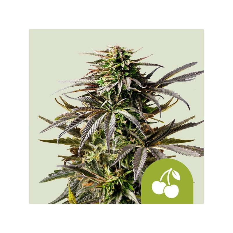 CHERRY PIE AUTO · Royal Queen Seeds · semillas de marihuana · AutoFem