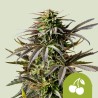 CHERRY PIE AUTO · Royal Queen Seeds · semillas de marihuana · AutoFem