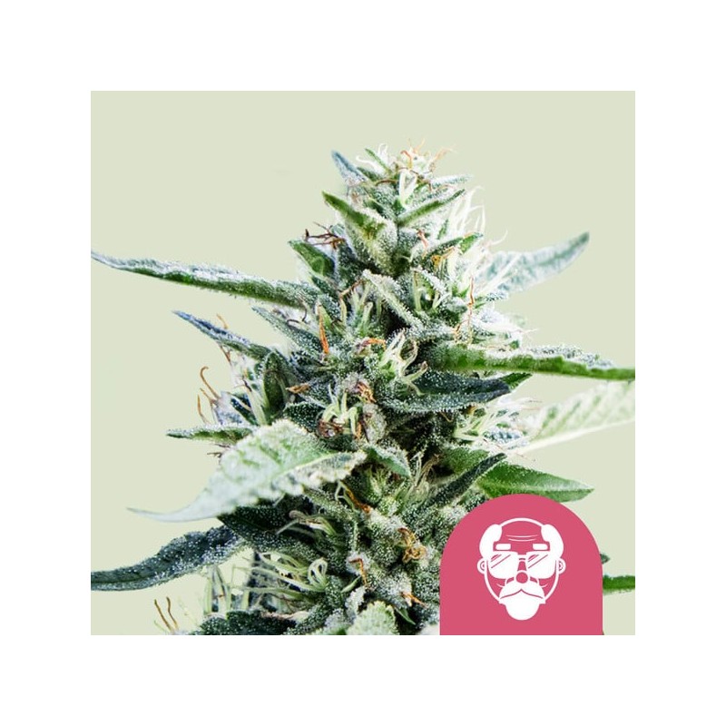 GRANDDADDY PURPLE · Royal Queen Seeds · semi di canapa indiana · Fem