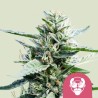 GRANDDADDY PURPLE · Royal Queen Seeds · semi di canapa indiana · Fem