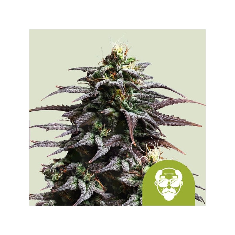 GRANDDADDY PURPLE AUTO · Royal Queen Seeds · cannabis seeds · AutoFem