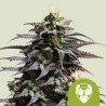GRANDDADDY PURPLE AUTO · Royal Queen Seeds · semillas de marihuana · AutoFem