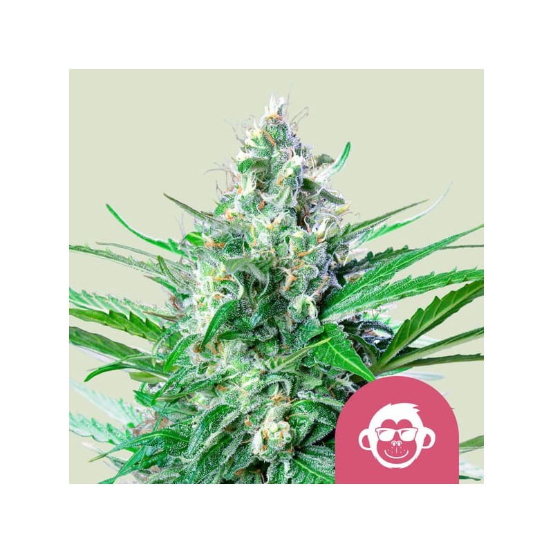 GRAPE APE · Royal Queen Seeds · semi di canapa indiana · Fem