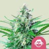 GRAPE APE · Royal Queen Seeds · semillas de marihuana · Fem