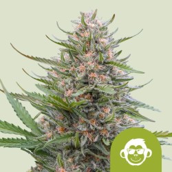 GRAPE APE AUTO · Royal Queen Seeds · semi di canapa indiana · AutoFem