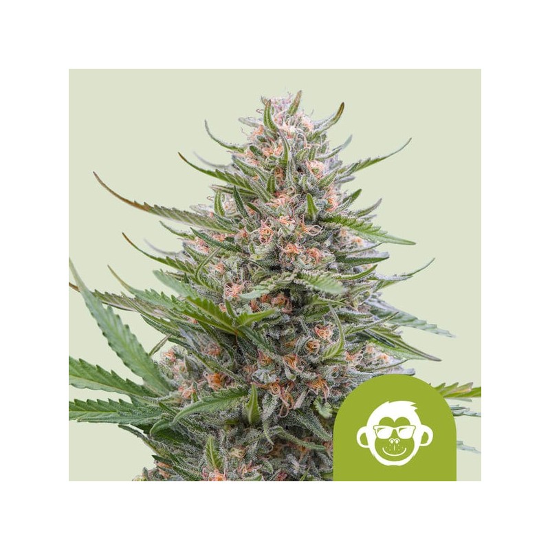 GRAPE APE AUTO · Royal Queen Seeds · semi di canapa indiana · AutoFem