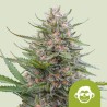 GRAPE APE AUTO · Royal Queen Seeds · semillas de marihuana · AutoFem