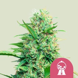 PINK RUNTZ · Royal Queen Seeds · semi di canapa indiana · Fem