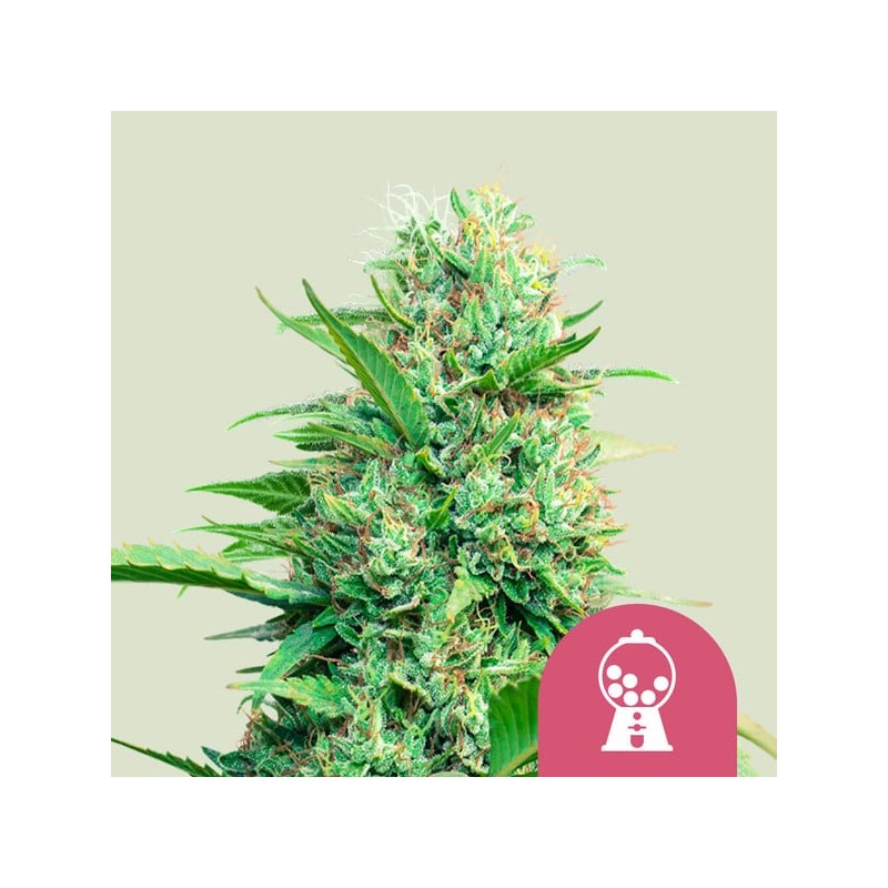 PINK RUNTZ · Royal Queen Seeds · semi di canapa indiana · Fem