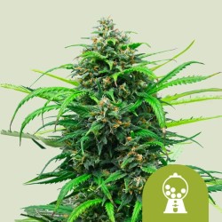 PINK RUNTZ AUTO · Royal Queen Seeds · semillas de marihuana · AutoFem