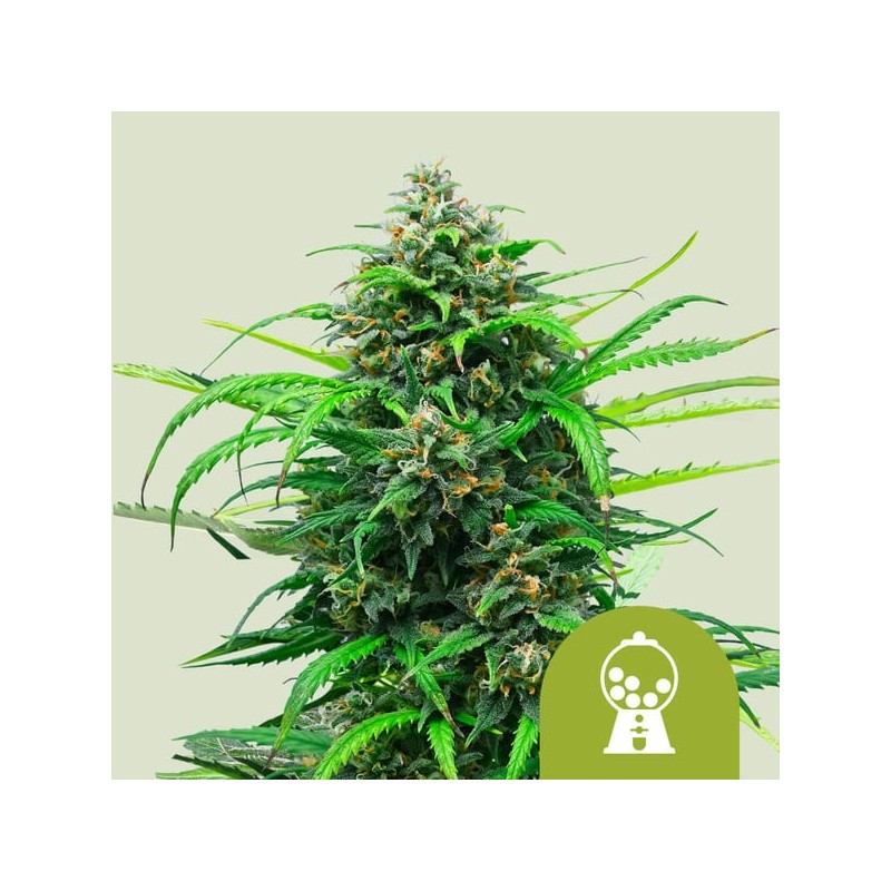 PINK RUNTZ AUTO · Royal Queen Seeds · cannabis seeds · AutoFem