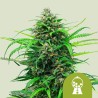 PINK RUNTZ AUTO · Royal Queen Seeds · semillas de marihuana · AutoFem