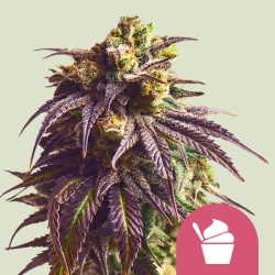 SUNDAE DRIVER · Royal Queen Seeds · semillas de marihuana · Fem