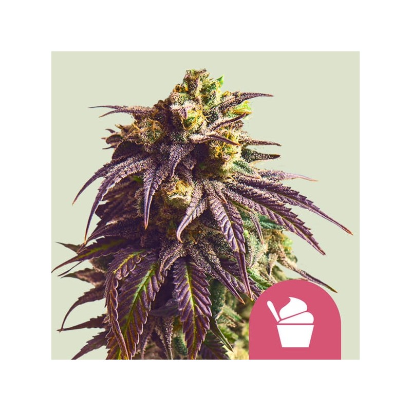 SUNDAE DRIVER · Royal Queen Seeds · semillas de marihuana · Fem