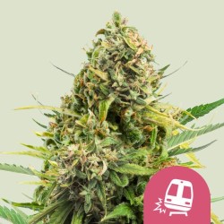 TRAINWRECK · Royal Queen Seeds · semi di canapa indiana · Fem