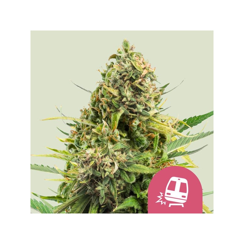 TRAINWRECK · Royal Queen Seeds · semillas de marihuana · Fem