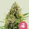 TRAINWRECK · Royal Queen Seeds · semillas de marihuana · Fem