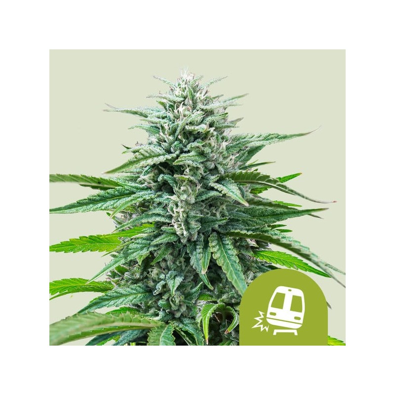 TRAINWRECK AUTO · Royal Queen Seeds · semillas de marihuana · AutoFem