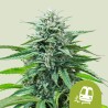 TRAINWRECK AUTO · Royal Queen Seeds · cannabis seeds · AutoFem