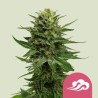 BLUE MISTIC · Royal Queen Seeds · semillas de marihuana · Fem