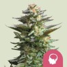 AMNESIA HAZE · Royal Queen Seeds · semillas de marihuana · Fem
