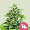 FRUIT SPIRIT · Royal Queen Seeds · cannabis seeds · Fem