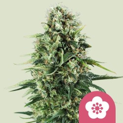 POWER FLOWER · Royal Queen Seeds · cannabis seeds · Fem
