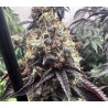 BILBO POUND CAKE · Genehtik · semillas de marihuana · Fem