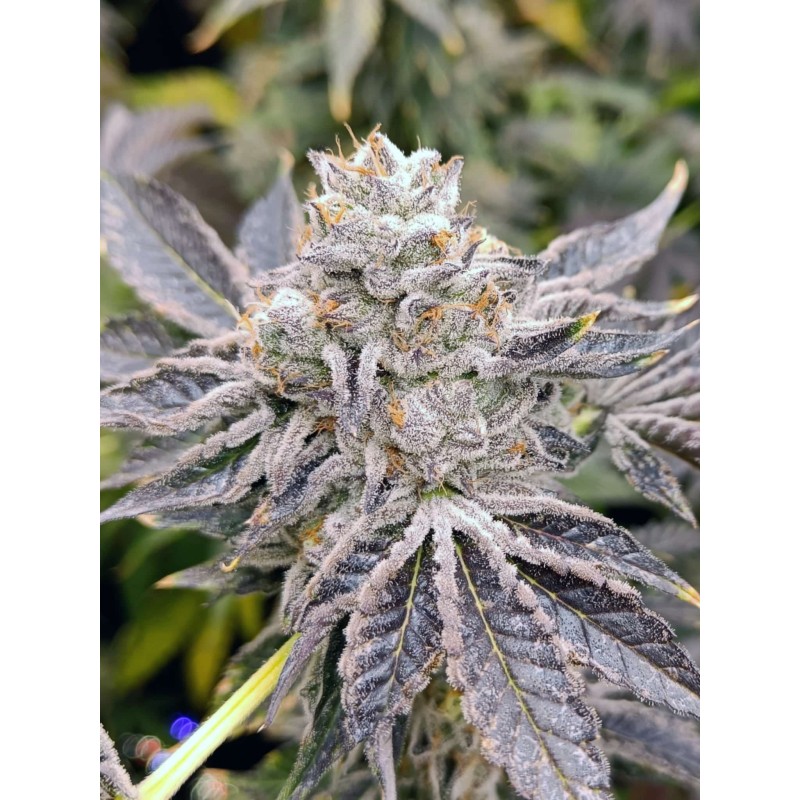 EUSKAL ZKITTLEZ · Genehtik · semillas de marihuana · Fem