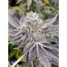 EUSKAL ZKITTLEZ · Genehtik · semillas de marihuana · Fem