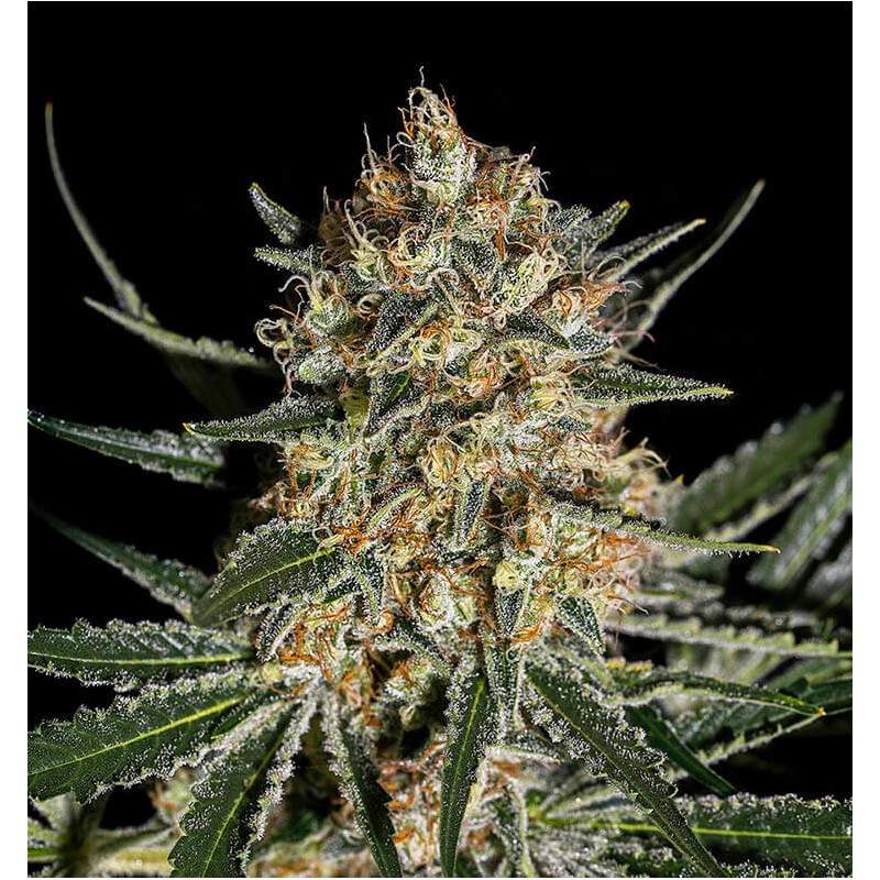FACE OFF OG BILBO · Genehtik · semillas de marihuana · Fem