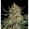 FACE OFF OG BILBO · Genehtik · cannabis seeds · Fem