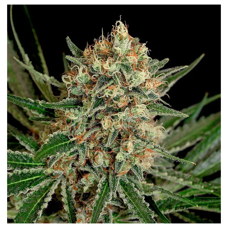 TXERRI BILBO HAZE · Genehtik · semillas de marihuana · Fem