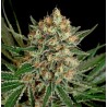 TXERRI BILBO HAZE · Genehtik · semillas de marihuana · Fem