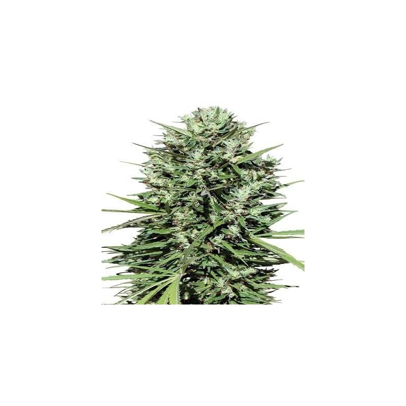 MARRUECOS BELDIA KIF · Ace Seeds · semillas de marihuana · Fem