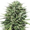 MARRUECOS BELDIA KIF · Ace Seeds · cannabis seeds · Fem