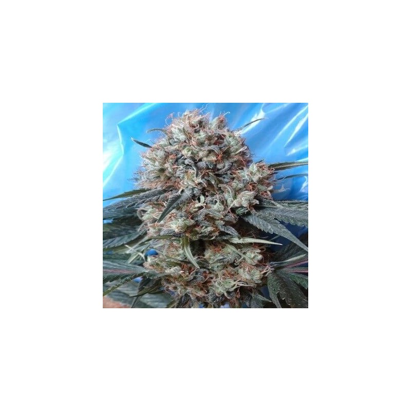 NEPAL JAM X KALI CHINA · Ace Seeds · semillas de marihuana · Fem