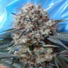NEPAL JAM X KALI CHINA · Ace Seeds · semillas de marihuana · Fem