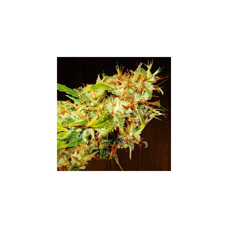 ZAMALDELICA · Ace Seeds · cannabis seeds · Fem
