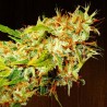 ZAMALDELICA · Ace Seeds · semillas de marihuana · Fem
