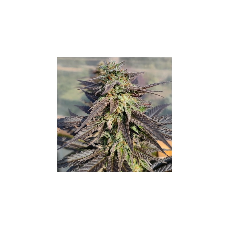 ZAMALDELICA X KALI CHINA · Ace Seeds · semi di canapa · Fem