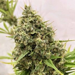 GUAWI · Ace Seeds ·...