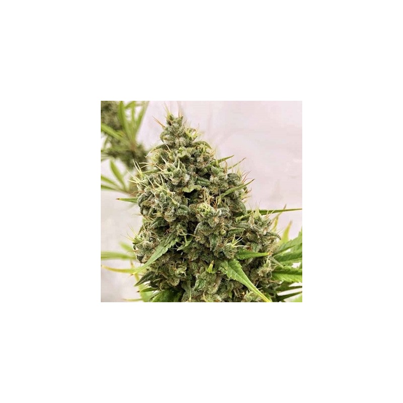 GUAWI · Ace Seeds · cannabis seeds · Fem