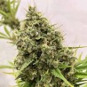 GUAWI · Ace Seeds · semillas de marihuana · Fem