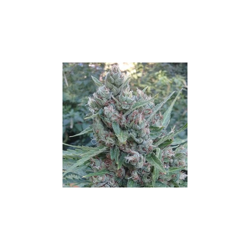 AUTO ZAMALDELICA · Ace Seeds · semillas de marihuana · Auto Fem