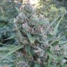 AUTO ZAMALDELICA · Ace Seeds · semillas de marihuana · Auto Fem